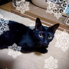黒猫ファンのみなさま🐈‍⬛コナちゃんおとなしい女の子💗 - 猫
