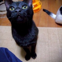 黒猫ファンのみなさま🐈‍⬛コナちゃんおとなしい女の子💗 − 東京都