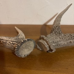 鹿の角2本の画像