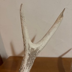 鹿の角2本の画像