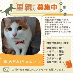 成猫 里親募集中❗😺
