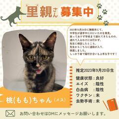 サビ猫の桃(もも)ちゃん🐱里親募集中‼️