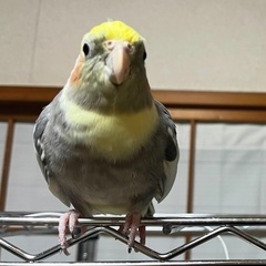 灰色のオカメインコを探しています