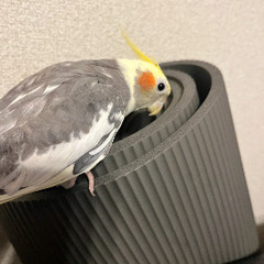 灰色のオカメインコを探しています - 川越市