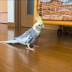 灰色のオカメインコを探しています − 埼玉県