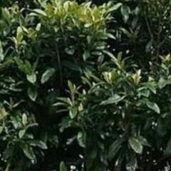 枇杷の葉