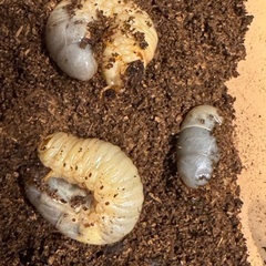 国産カブトムシ幼虫　3匹セット