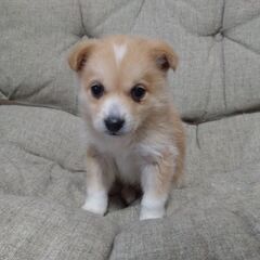 生後１カ月半ニットちゃん里親募集