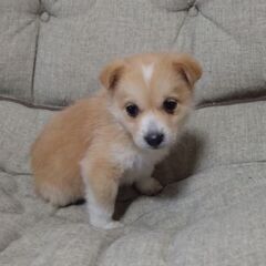 生後１カ月半ニットちゃん里親募集 - 犬