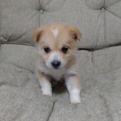 生後１カ月半ニットちゃん里親募集 − 広島県
