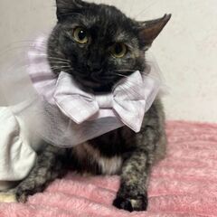 茶白のお兄ちゃん猫とサビミックスの妹猫ちゃん（代理投稿）