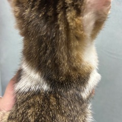 キジシロ猫ちゃん