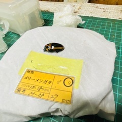 （お取引中）①②メリーメンガタクワガタ　新成虫♂♀♀♀の販売の画像