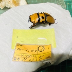（お取引中）①②メリーメンガタクワガタ　新成虫♂♀♀♀の販売の画像