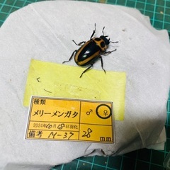（お取引中）①②メリーメンガタクワガタ　新成虫♂♀♀♀の販売の画像