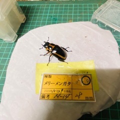 （お取引中）①②メリーメンガタクワガタ　新成虫♂♀♀♀の販売の画像