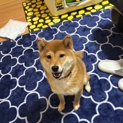 急募5ヶ月の柴犬の女の子