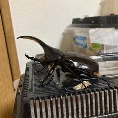 ヘラクレスオオカブトの画像
