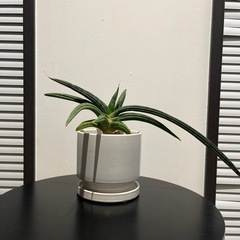 受け渡し決まりました　観葉植物　サンスベリア　パテンス