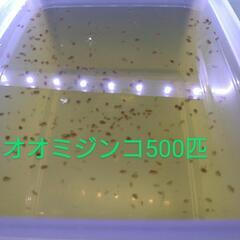 オオミジンコ500匹程度