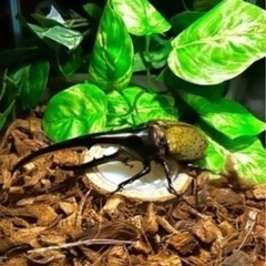 カブトムシ【早い者勝ち❗️】ヘラクレスオオカブト幼虫×2の画像