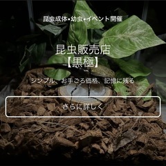 カブトムシ【早い者勝ち❗️】ヘラクレスオオカブト幼虫×2の画像