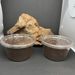 カブトムシ【早い者勝ち❗️】ヘラクレスオオカブト×2 （クワガタ...