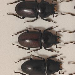昆虫標本　コクワガタ6匹　未展足の画像