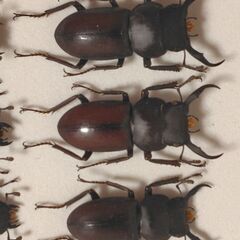 昆虫標本　コクワガタ6匹　未展足の画像