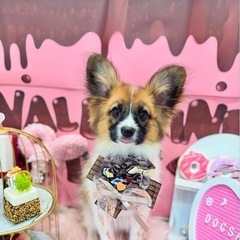 犬のクレート大