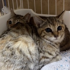4ヶ月♡キジサビmix ♡激かわ子猫♡避妊済み2匹姉妹 - 大田区