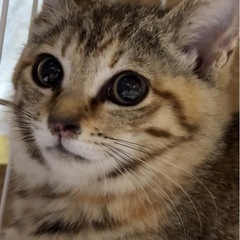 4ヶ月♡キジサビmix ♡激かわ子猫♡避妊済み2匹姉妹 − 東京都