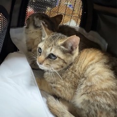 4ヶ月♡キジサビmix ♡激かわ子猫♡避妊済み2匹姉妹 - 里親募集