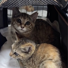 4ヶ月♡キジサビmix ♡激かわ子猫♡避妊済み2匹姉妹 - 猫