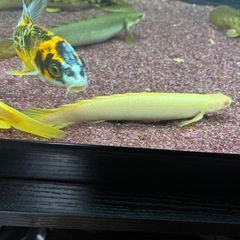 ポリプテルスセネガルス　アルビ