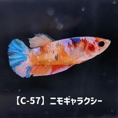 【c-57】ニモギャラクシーベタ
