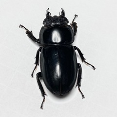 ツシマヒラタ クワガタ ホワイトアイ メス単
