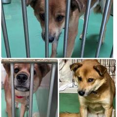 　野良で必死に生きてきた臆病君が待ってます【県外可】 − 長崎県