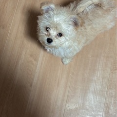 ポメプー4ヶ月の男の子