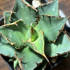 アガベ　黒犀牛　子株　多肉植物　ビザールプランツ　観葉植物　チタ...