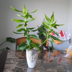 バンブー 観葉植物、水耕栽培