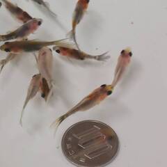  寿恵廣錦 (ブリストル朱文金)　約3ｃｍ　5匹set