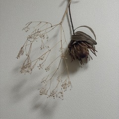プロテア かすみ草 ドライフラワーの画像