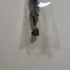 薔薇 ローズ ドライフラワー リボン付きの画像