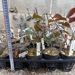 ブルーベリー　苗木  18本　　