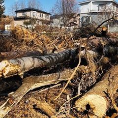 ◎雑木林、松をお譲りします◎八戸市是川の画像