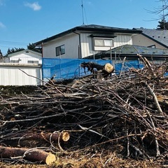 ◎雑木林、松をお譲りします◎八戸市是川の画像