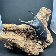 クワガタ【早い者勝ち❗️】パラワンオオヒラタ雄単品　（クワガタカ...