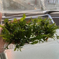 水草　ウェンドロフ