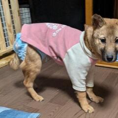 ☆生後5ヶ月の子犬の鼻が黒い女の子🐶